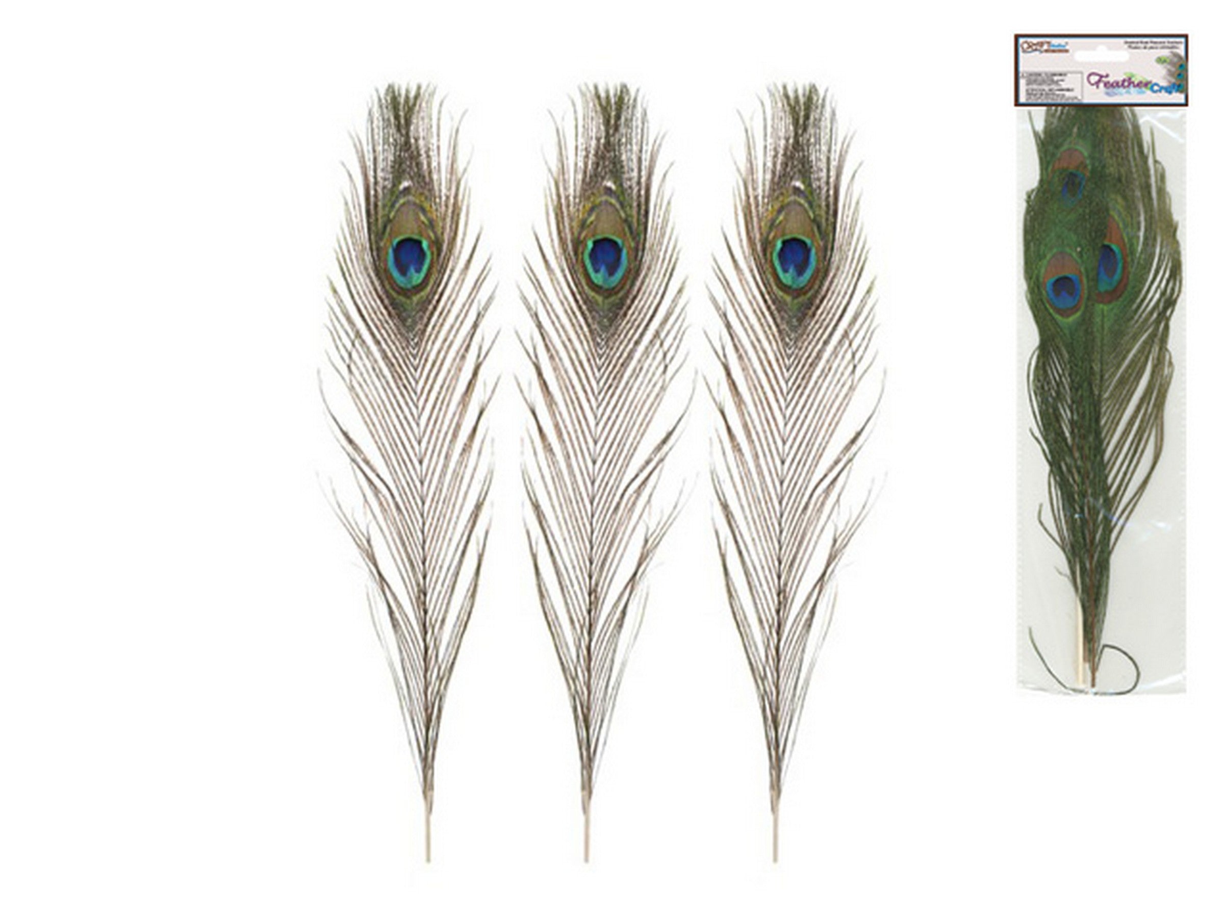 Craft Medley 2 Real Peacock Feathers Treated 11.5in approx.