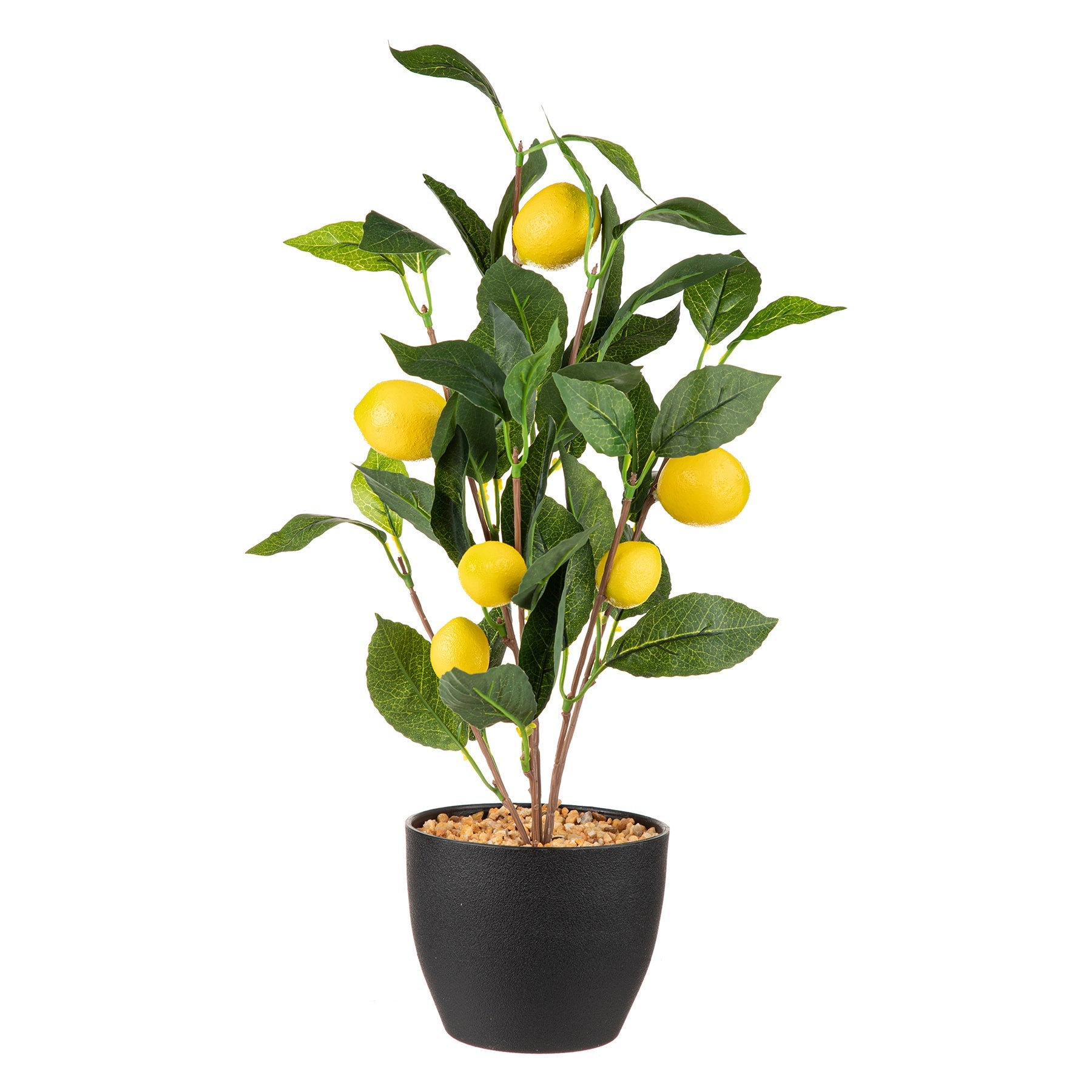 Lemon Tree in Black Plastic Pot 17in